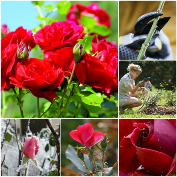 Rosen gartenpflanzen gießen Rosen Düngen Rosenpflege rosen rückschnitt gartenkalender