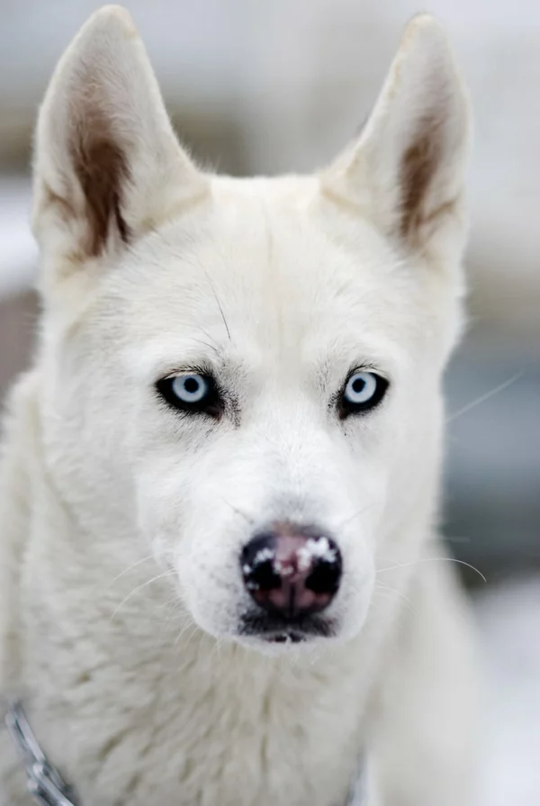 Siberian Husky hund weiß schöne hunderasse
