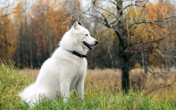 Siberian Husky mit weißer Fellfarbe im Wald