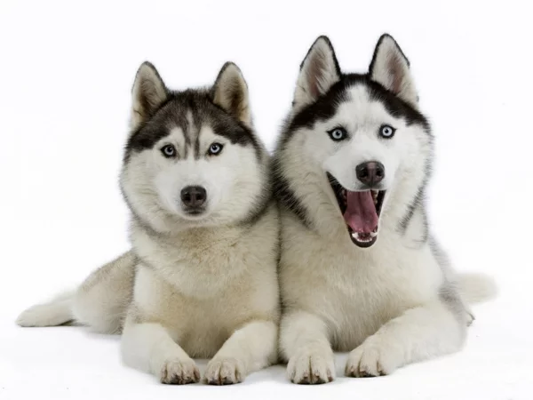 Siberian Husky - zwei Hunde, sitzend auf dem Boden