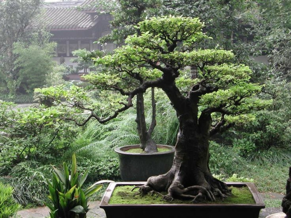 Zen Garten Anlegen japanische pflanzen bonsai