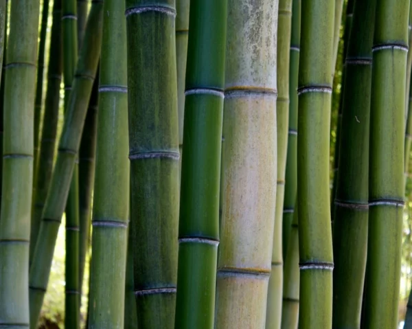 bambus deko bambusstämme baumaterial pflanze