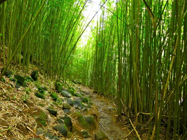 bambus deko bambuswald pfad