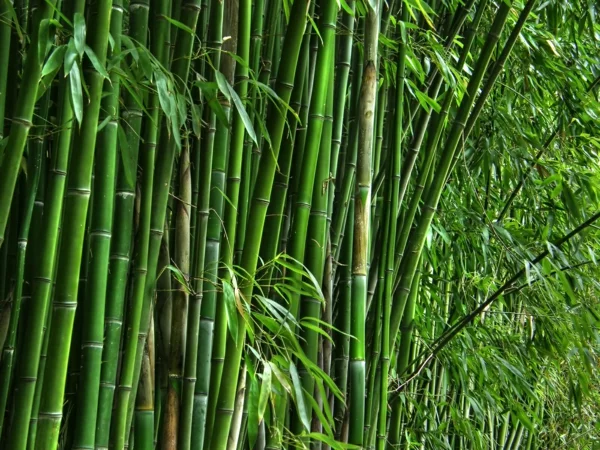 bambus deko pflanze natur wild