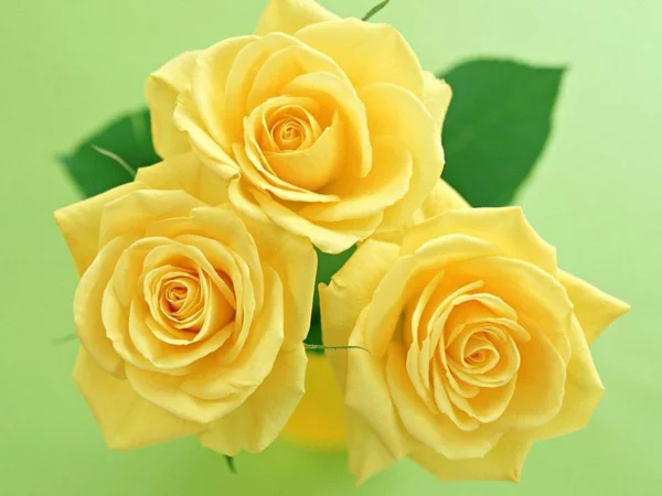 bedeutung rosen gelbe rose sybolik