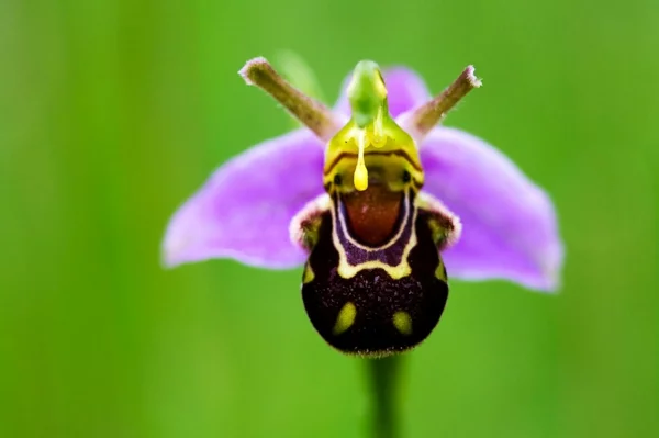 bee orchid orchideen arten blumen