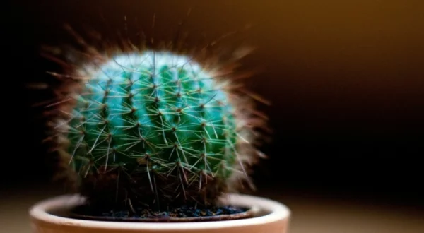 blumen bedeutung kaktus zimmerpflanze deko ideen