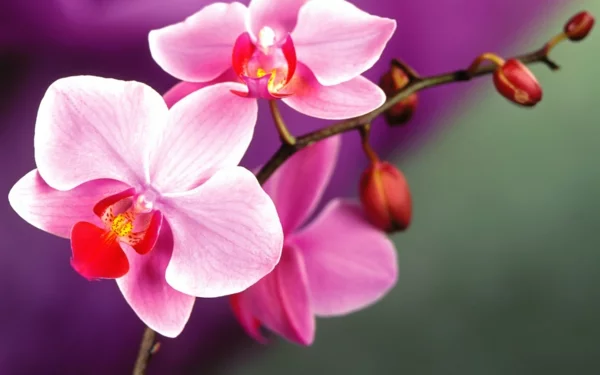 blumen bedeutung orchidee eleganz symbolik