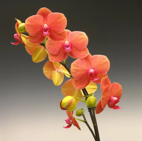 blumen bedeutung orchidee garten pflanzen