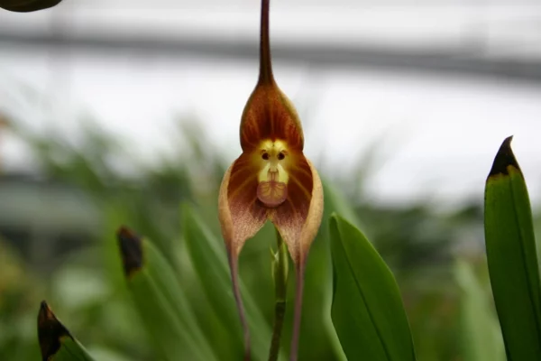 blumen orchideen monkey orchid pflanzen