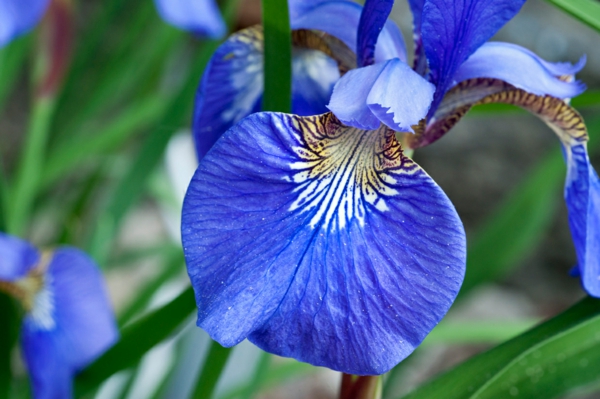 iris blume blau garten pflanzen 