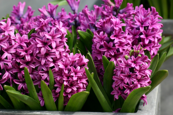 blumen symbolik hyazinthen lila schöne dekoideen