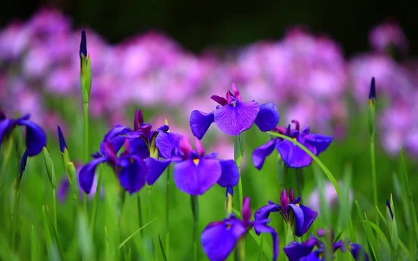 blumen symbolik iris hoffnung glaube weisheit
