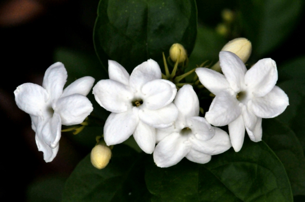 blumen symbolik jasmin weiße blüten