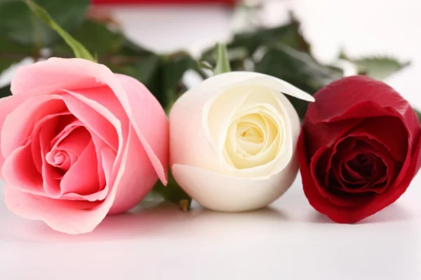 blumen symbolik rosen farben bedeutung