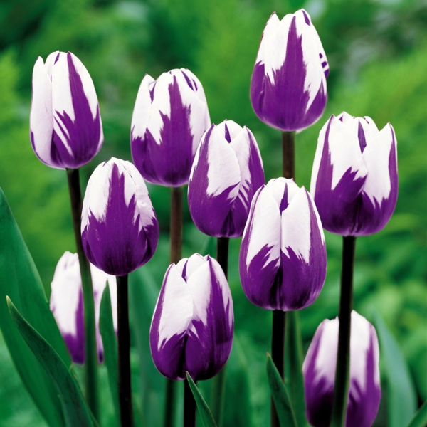 blumen symbolik tulpe lila weiß garten pflanzen