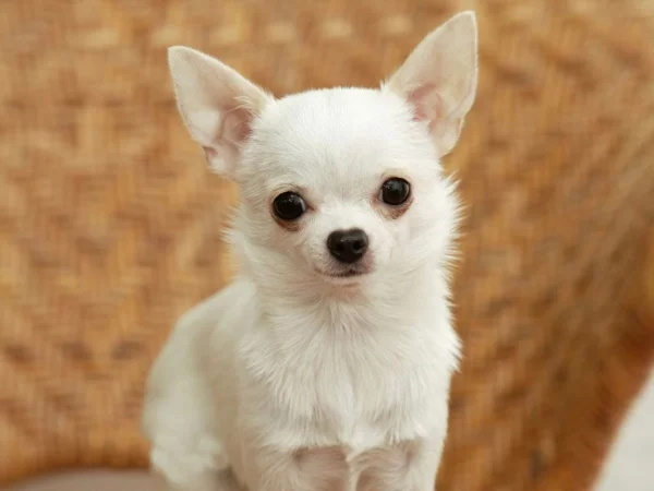 weißer Chihuahua mit großen Augen