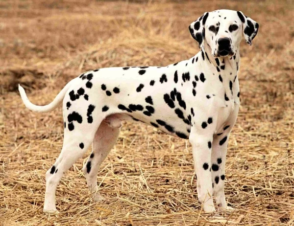 schöne Hunderasse - Dalmatiner im Freien