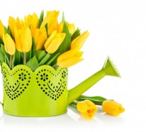 Die Tulpe bringt Frische mit, sie symbolisiert den Frühling!