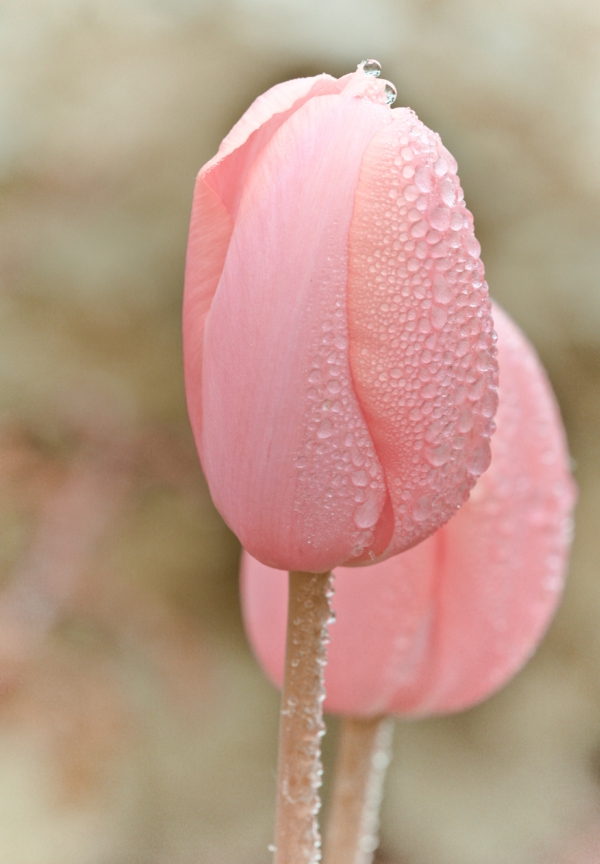 rosa tulpen tropfen garten pflanzen