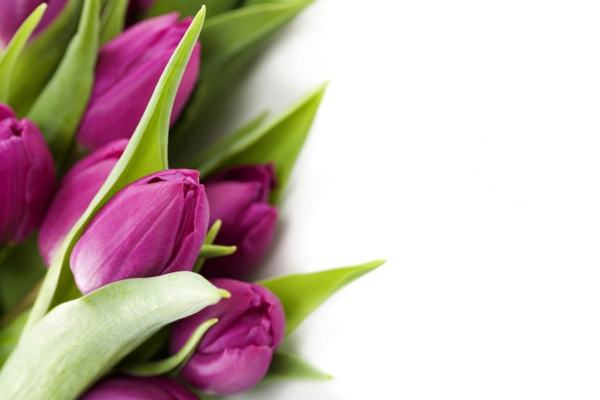 die tulpe lila blüten schöne dekoideen