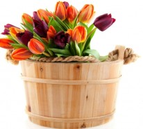 Die Tulpe bringt Frische mit, sie symbolisiert den Frühling!