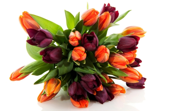 die tulpe tulpen blumenstrauß orange lila
