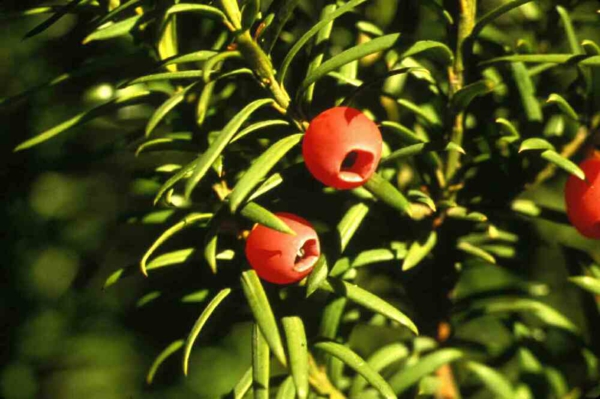 eiben immergrüne pflanzen rot blüten garten igel