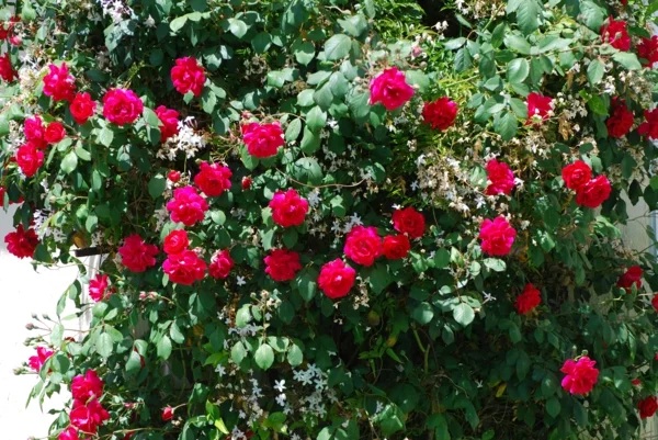 garten anpflanzen rosenbusch gartenarbeit gartenkalender