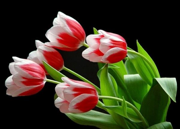 garten pflanzen blumen tulpen rot weiß