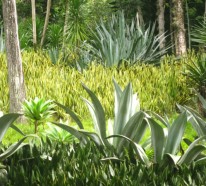 Bogenhanf und Pfingstrose als Gartenpflanzen – Pflege und interessante Fakten