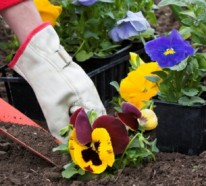 Gartenkalender im März: Welche Gartenarbeit steht im nächsten Monat an?