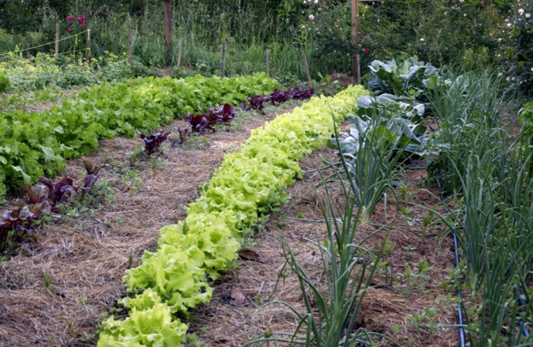 gartenkalender märz gemüse einpflanzen salat zwiebel gartenarbeit