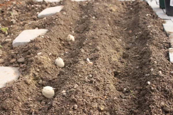 gartenkalender märz gemüse kartoffeln einpflanzen gartenarbeit