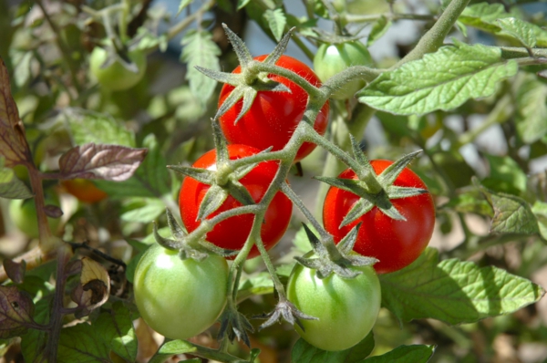gartenkalender märz gemüse tomaten einpflanzen gartenarbeit