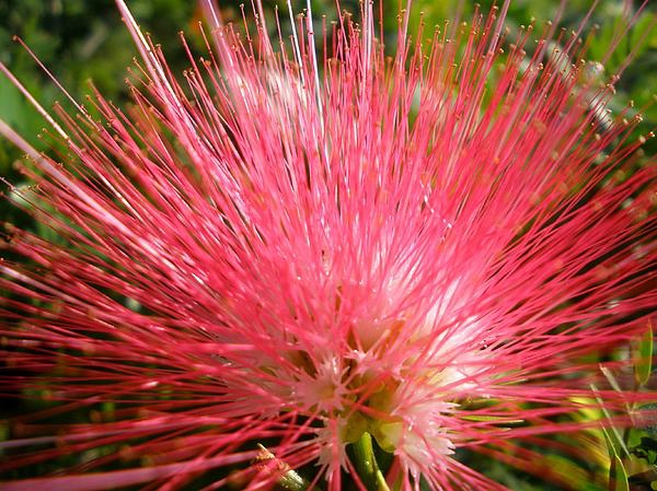 gartenpflanzen kaufen mimosa pudica rot