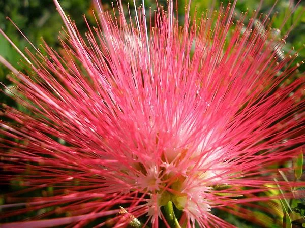 gartenpflanzen kaufen mimosa pudica rot