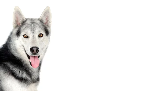schöne Hunderassen - Sibirischer Husky mit einem ausdrucksvollem Gesicht