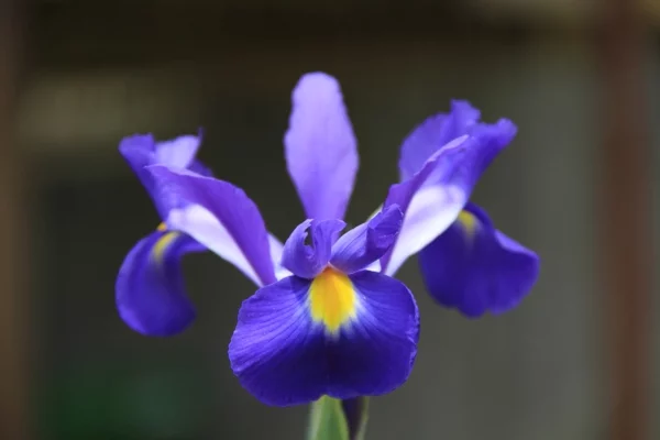 iris lila blumen bedeutung garten pflanzen