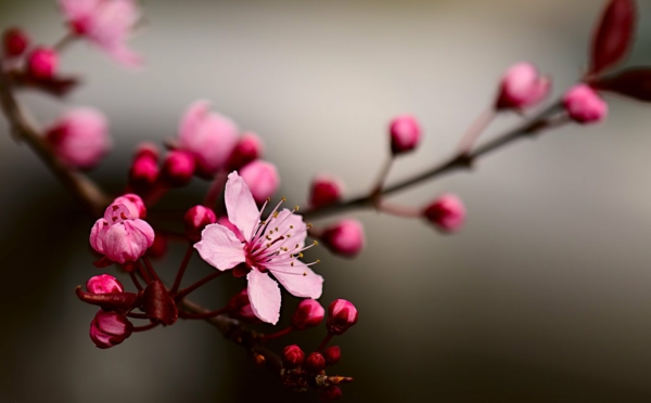 japanische sternzeichen kirschblüte