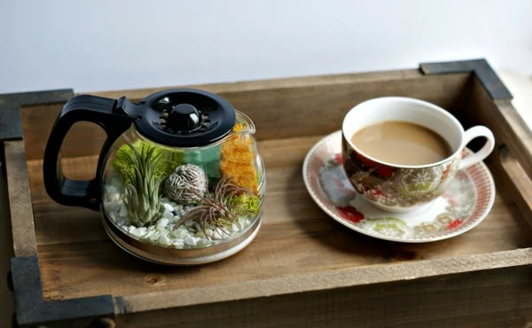 kaffee kanne milchkaffee beistelltisch terrarium