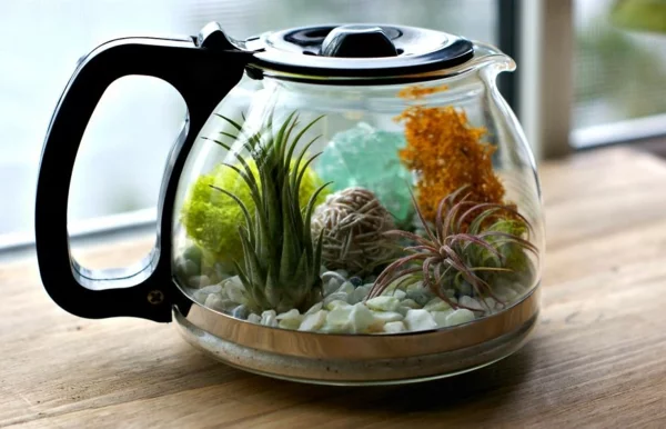 kaffeekanne mini terrarium luftpflanzen sukkulenten