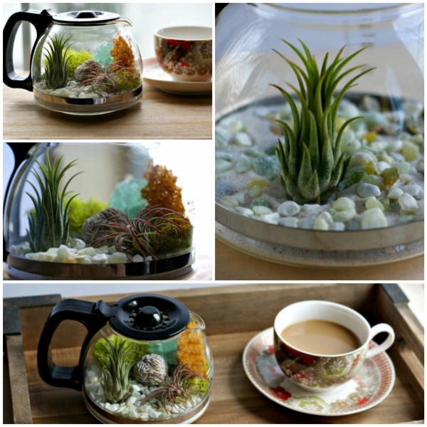 kaffeekanne collage bilder fotos terrarium