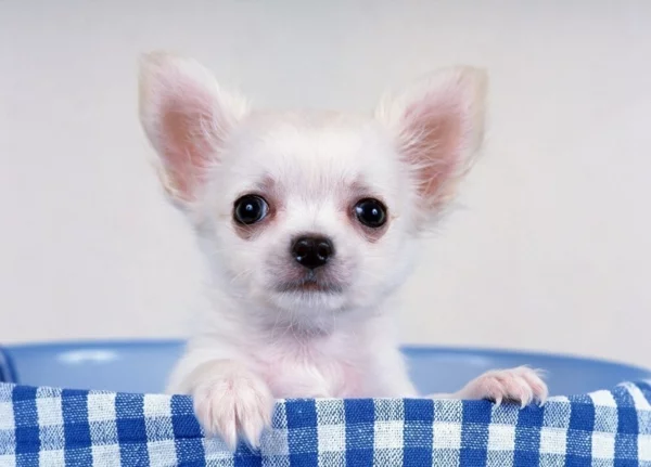 weißer Chihuahua im Korb