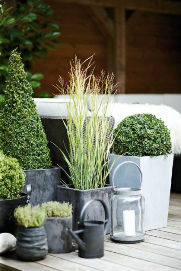 Immergrüne Gartenpflanzen, Sträucher und Hecke für frische Landschaft