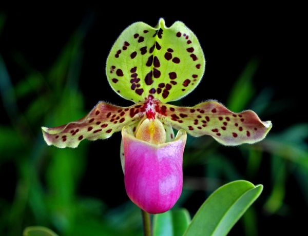 lady slipper orchid orchideenarten blumen