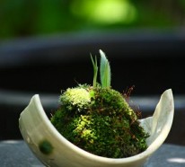 Mini Zen Garten – kreieren Sie eine mini Oase zu Hause!