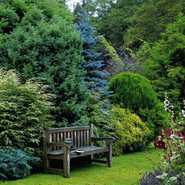 Immergrune Gartenpflanzen Straucher Und Hecke Fur Frische Landschaft