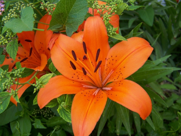 orange lilien blumen garten pflanzen