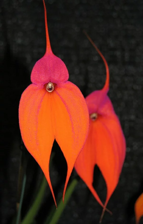 orchidee ausgefallene blüten orange rot